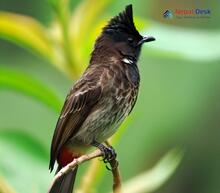 Red-vented Bulbul_Pycnonotus cafer