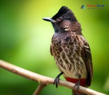 Red-vented Bulbul_Pycnonotus cafer