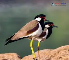 Red-wattled Lapwing_Vanellus indicus