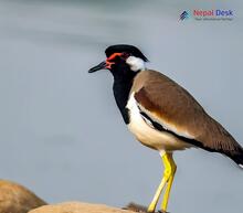 Red-wattled Lapwing_Vanellus indicus