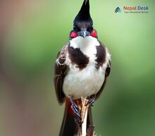 Red-whiskered Bulbul_Pycnonotus jocosus