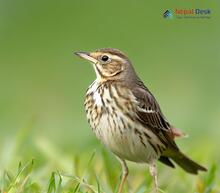 Richard's Pipit_Anthus richardi