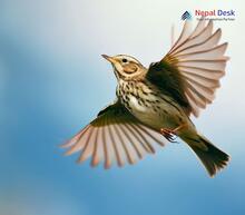 Richard's Pipit_Anthus richardi