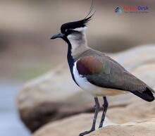 River Lapwing_Vanellus duvaucelii