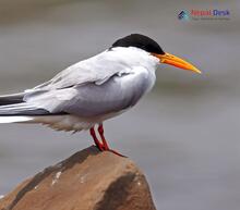 River Tern_Sterna aurantia