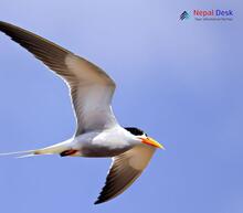 River Tern_Sterna aurantia