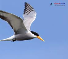 River Tern_Sterna aurantia