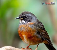 Robin Accentor_Prunella rubeculoides