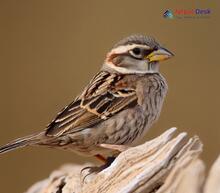 Rock Sparrow_Petronia petronia