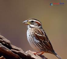Rock Sparrow_Petronia petronia