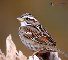Rock Sparrow_Petronia petronia