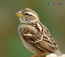 Rock Sparrow_Petronia petronia