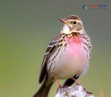 Rosy Pipit_Anthus roseatus