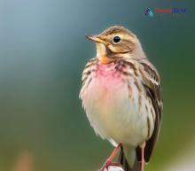 Rosy Pipit_Anthus roseatus