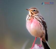 Rosy Pipit_Anthus roseatus