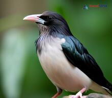 Rosy Starling_Pastor roseus