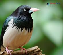 Rosy Starling_Pastor roseus