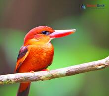 Ruddy Kingfisher_Halcyon coromanda