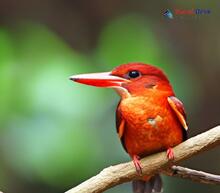 Ruddy Kingfisher_Halcyon coromanda