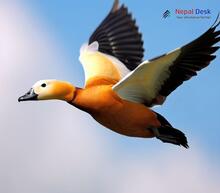 Ruddy Shelduck_Tadorna ferruginea