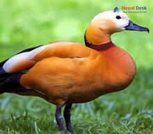 Ruddy Shelduck_Tadorna ferruginea