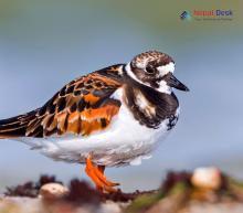 Ruddy Turnstone_Arenaria interpres