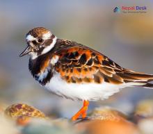 Ruddy Turnstone_Arenaria interpres