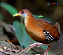 Ruddy-breasted crake_Zapornia fusca