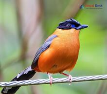 Rufous Sibia_Heterophasia capistrata