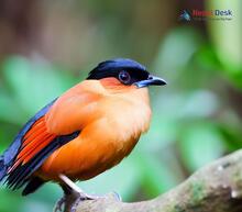 Rufous Sibia_Heterophasia capistrata