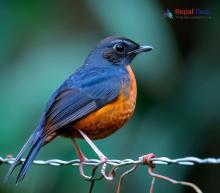 Rufous-breasted Bush Robin_Tarsiger hyperythrus