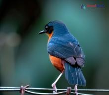 Rufous-breasted Bush Robin_Tarsiger hyperythrus