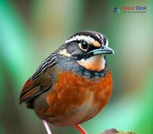 Rufous-breasted accentor_Prunella strophiata