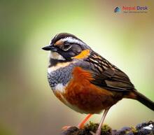 Rufous-breasted accentor_Prunella strophiata