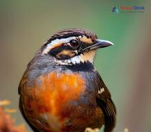 Rufous-breasted accentor_Prunella strophiata