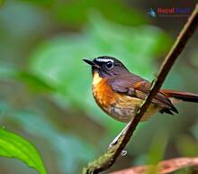 Rufous-gorgeted Flycatcher_Ficedula strophiata