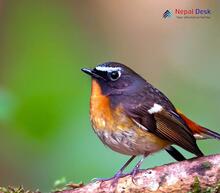 Rufous-gorgeted Flycatcher_Ficedula strophiata