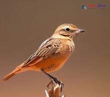 Rufous-tailed Lark_Ammomanes phoenicura