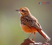 Rufous-tailed Lark_Ammomanes phoenicura