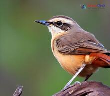 Rufous-tailed Scrub Robin_Cercotrichas galactotes