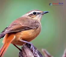 Rufous-tailed Scrub Robin_Cercotrichas galactotes