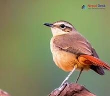 Rufous-tailed Scrub Robin_Cercotrichas galactotes