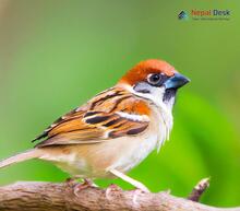 Russet Sparrow_Passer cinnamomeus