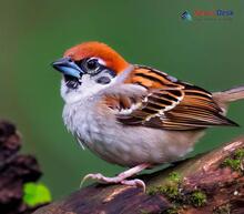 Russet Sparrow_Passer cinnamomeus