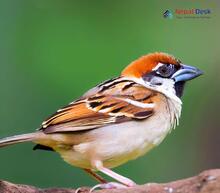 Russet Sparrow_Passer cinnamomeus