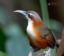 Rusty-cheeked Scimitar Babbler_Pomatorhinus erythrogenys