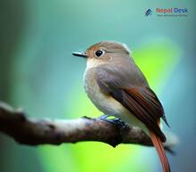 Rusty-tailed Flycatcher_Ficedula ruficauda