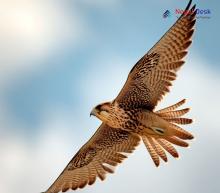 Saker Falcon_Falco cherrug