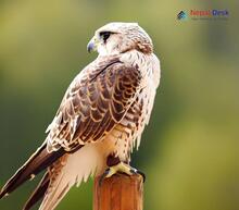 Saker Falcon_Falco cherrug