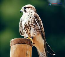 Saker Falcon_Falco cherrug